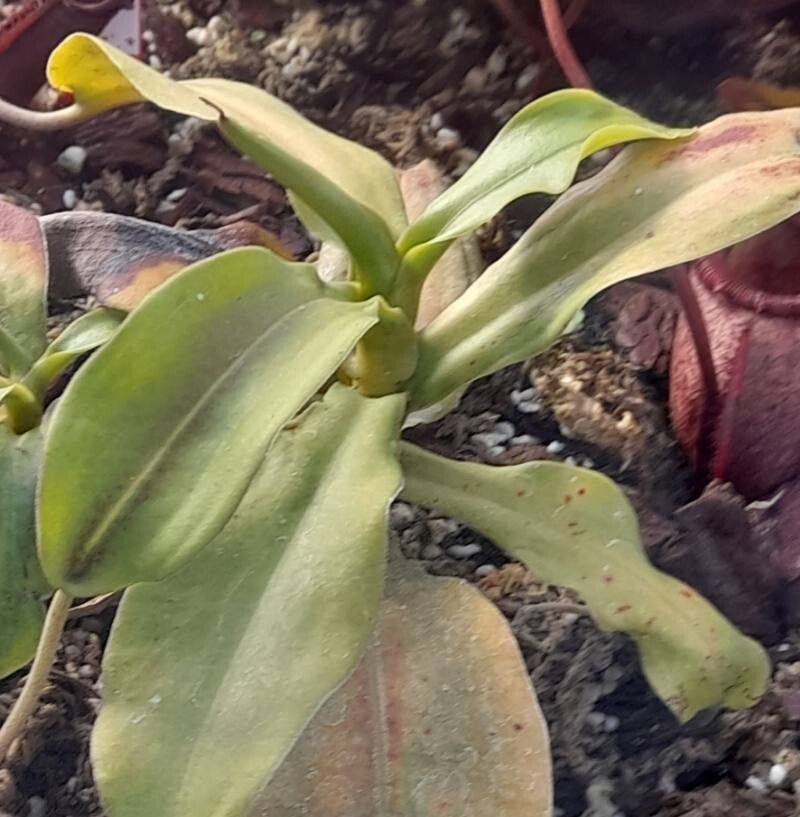 Nepenthes bongso — search result for 'Nepenthes'