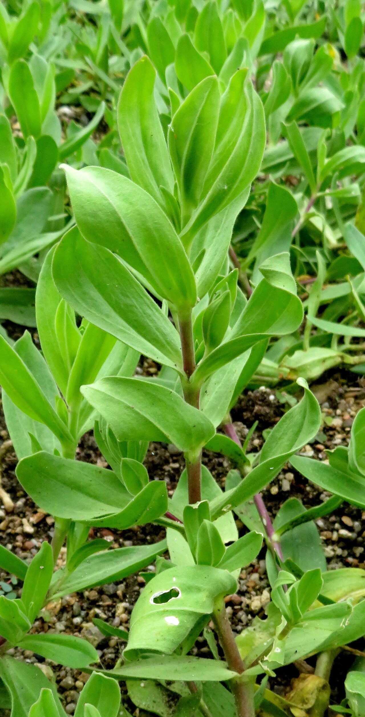 Gypsophila scorzonerifolia leaf