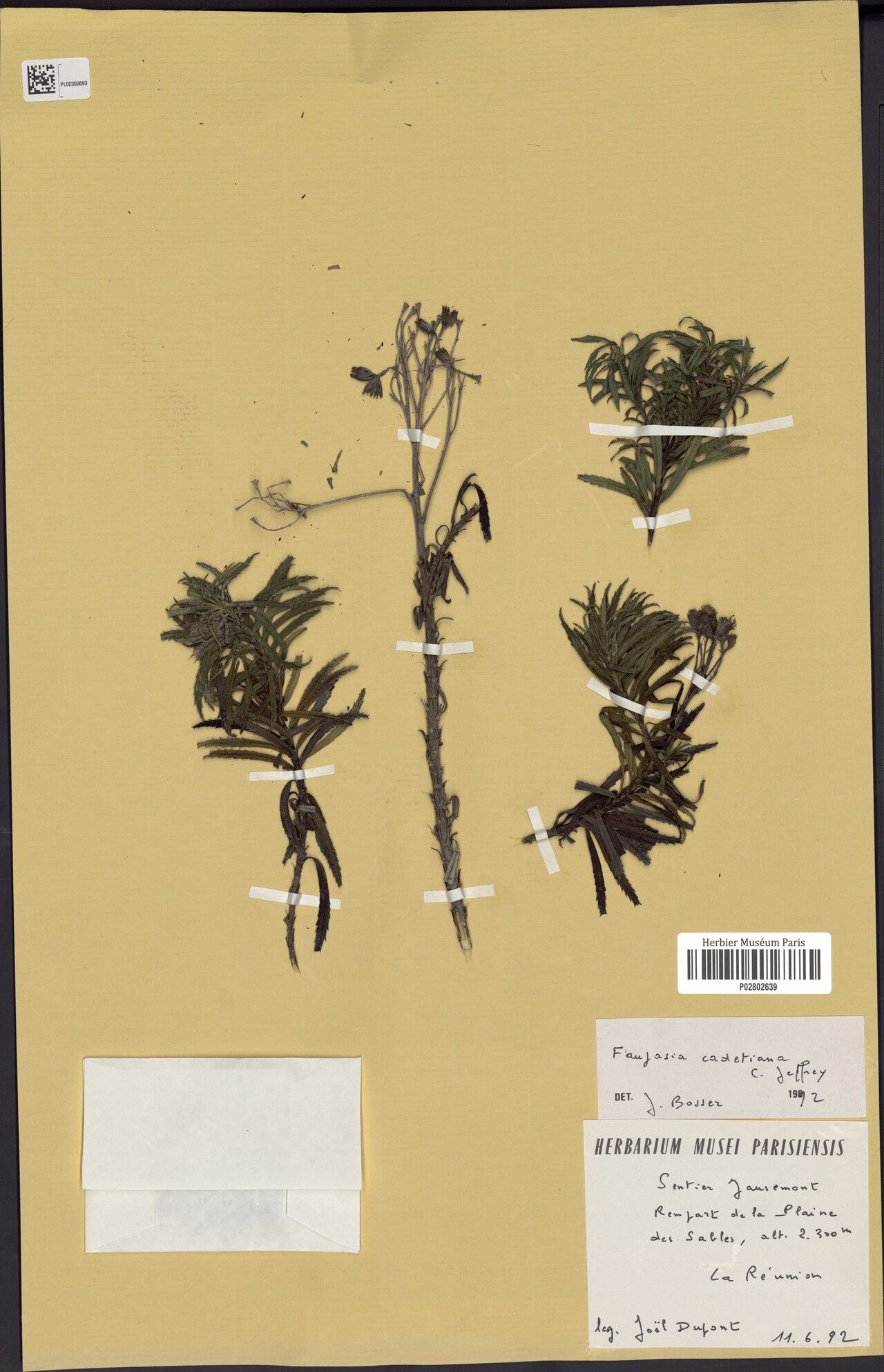 Faujasia cadetiana — related species from the same genus