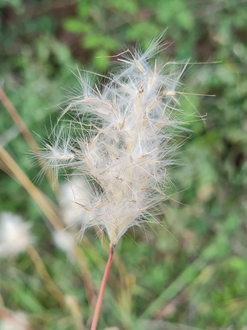 Bothriochloa barbinodis leaf