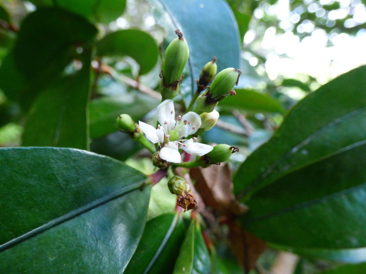 Erythroxylum laurifolium flower