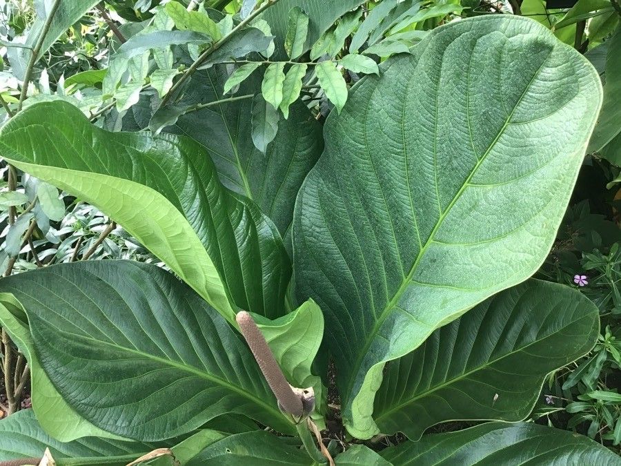 Anthurium bonplandii — search result for 'Anthurium'