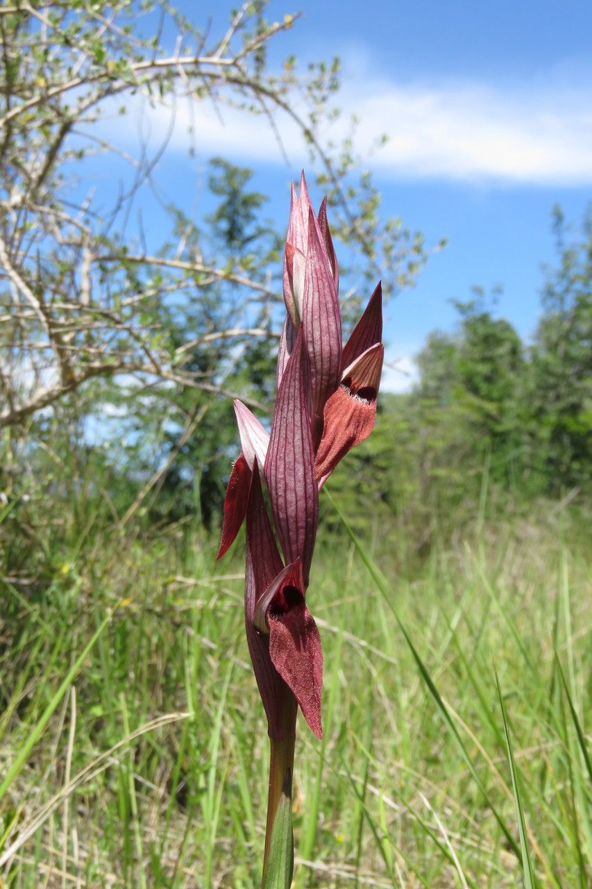 Serapias vomeracea leaf