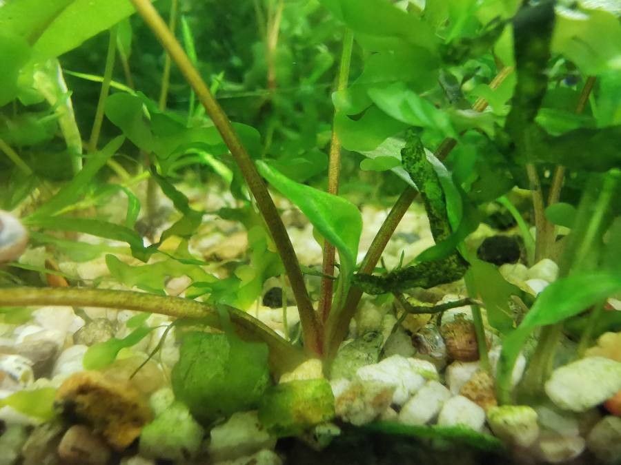 Cryptocoryne wendtii bark