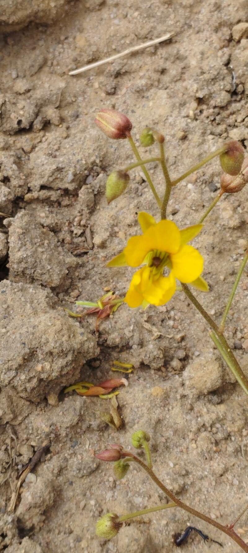 Chamaecrista hispidula flower