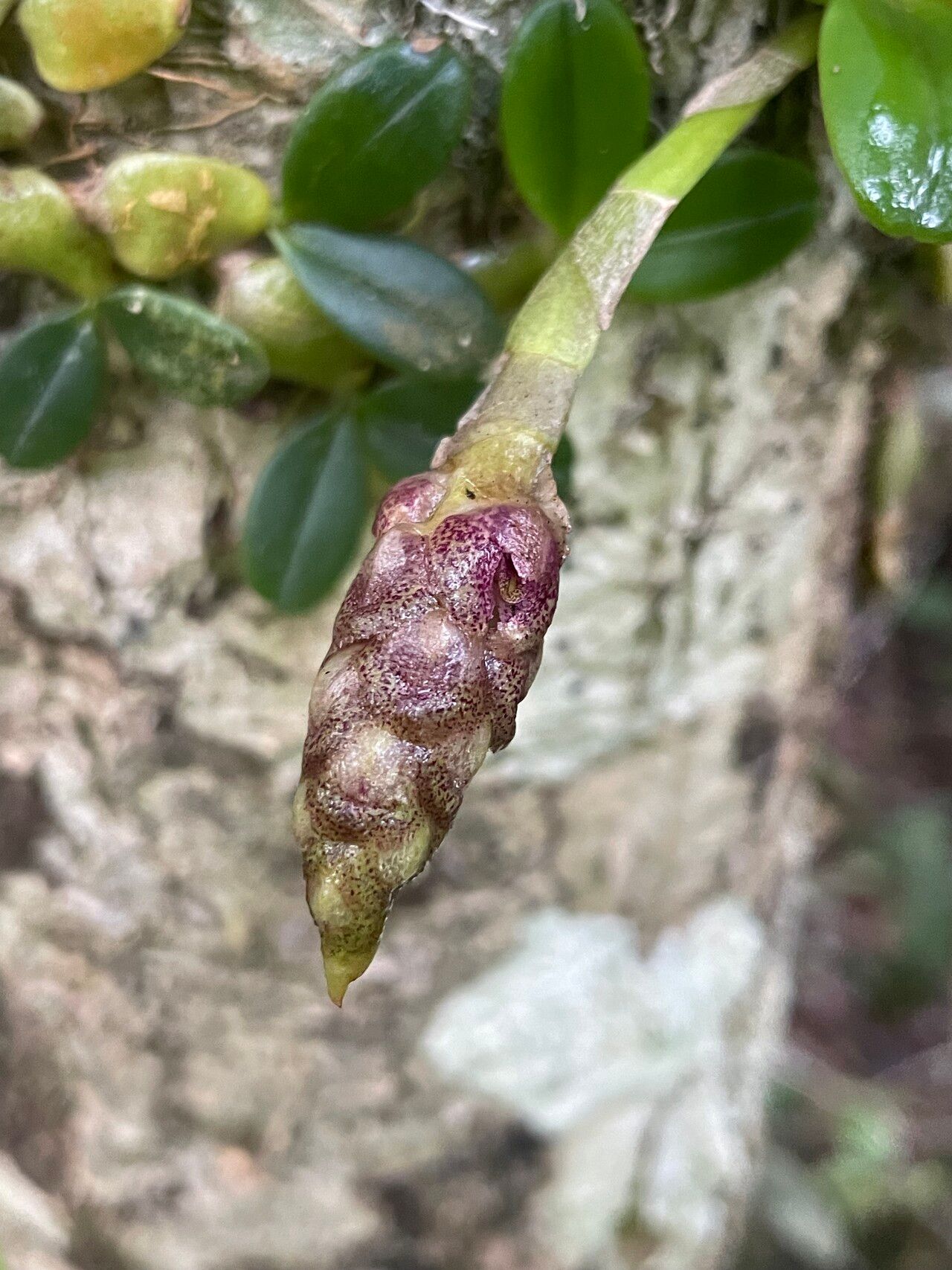 Bulbophyllum peyrotii — houseplant care guide