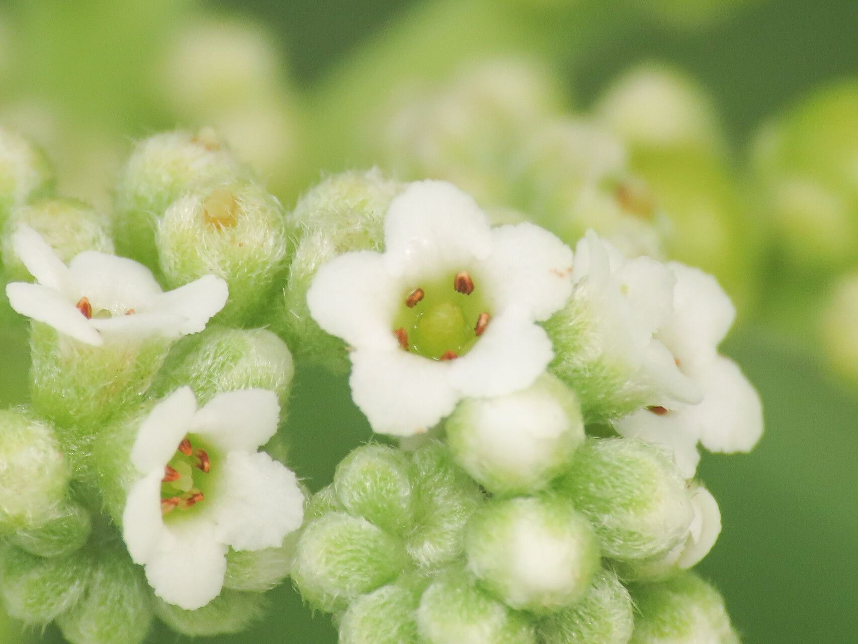 Heliotropium arboreum flower