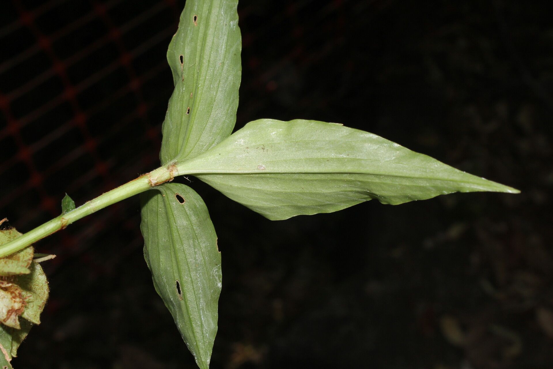 Commelina obliqua — search result for 'Commelina'