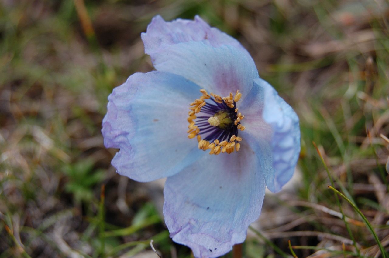 Meconopsis bella flower