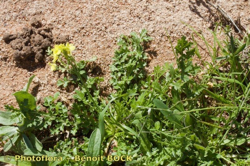 Diplotaxis siifolia habit