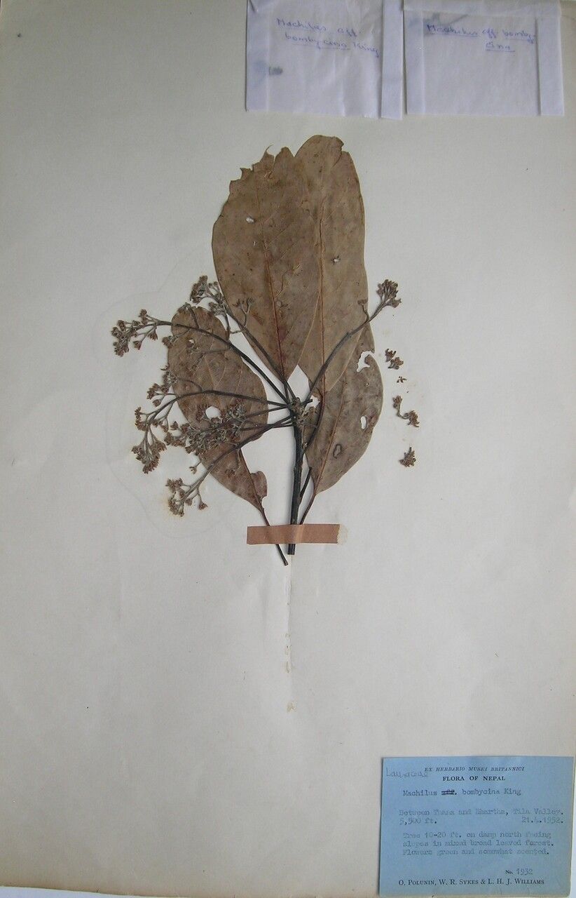 Machilus sericea other