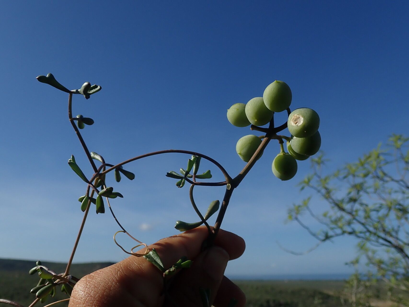 Cyphostemma montagnacii habit