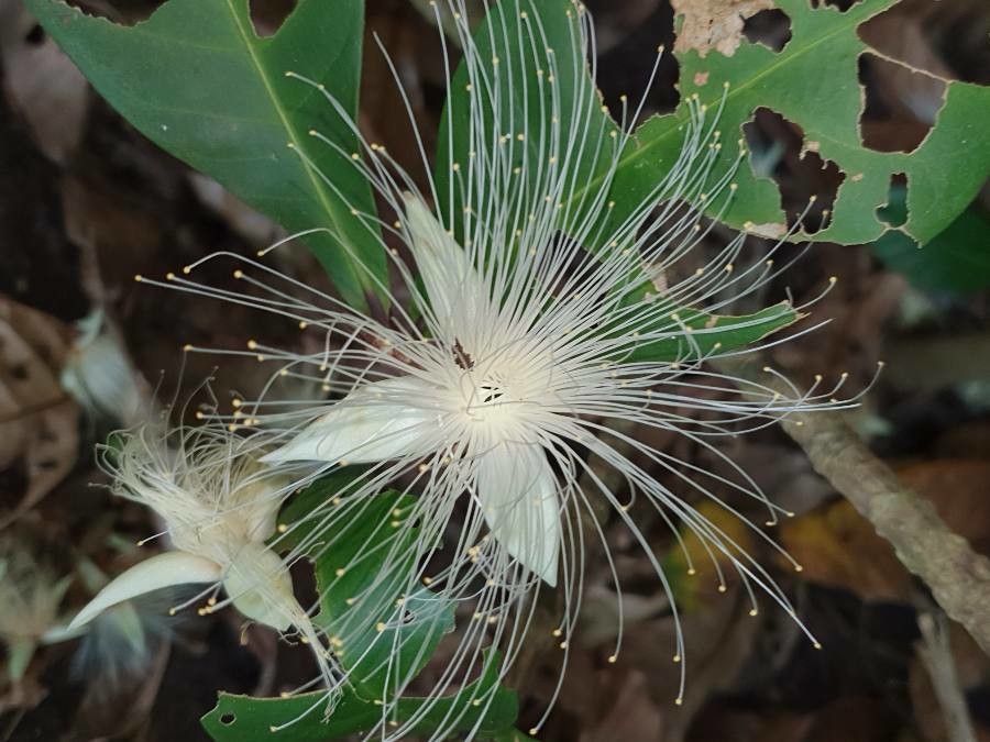Barringtonia integrifolia flower