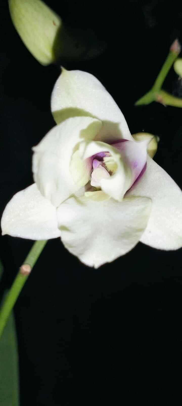 Dendrobium platygastrium flower