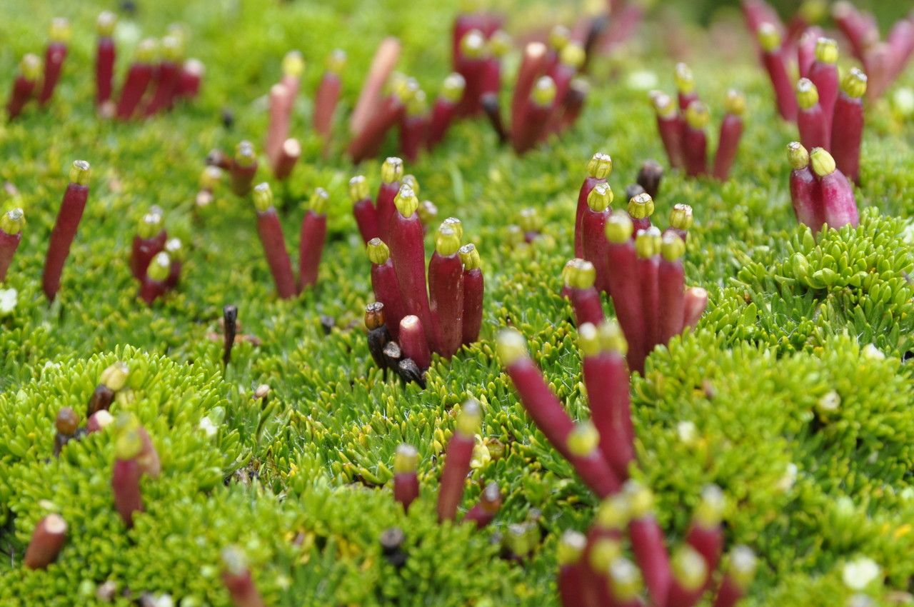 Azorella corymbosa flower