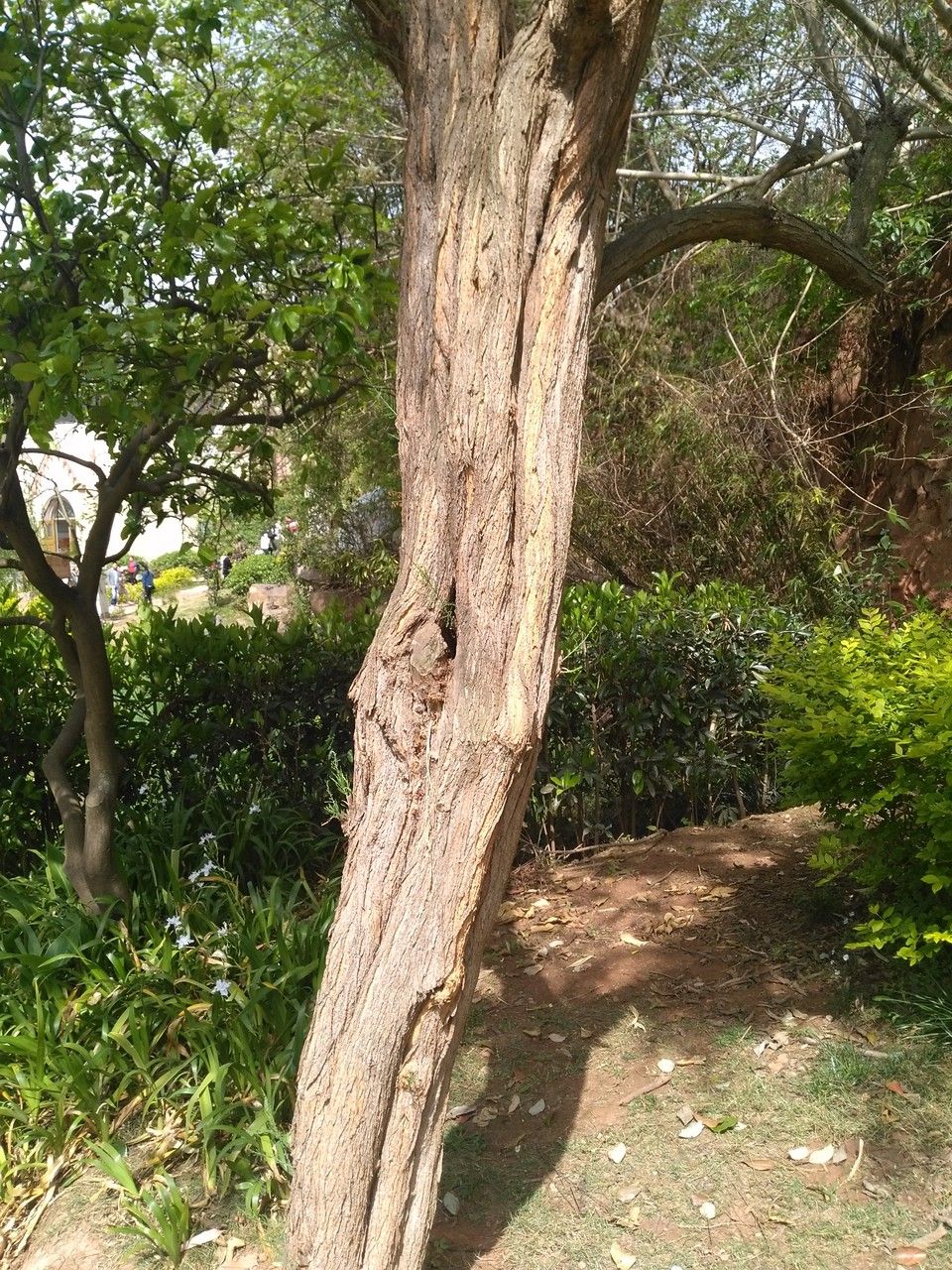 Tamarix chinensis bark