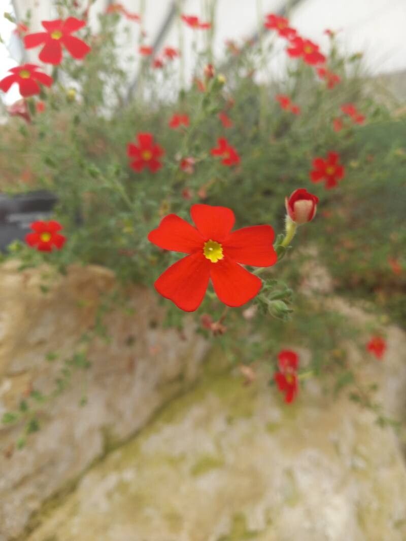 Jamesbrittenia bergae flower