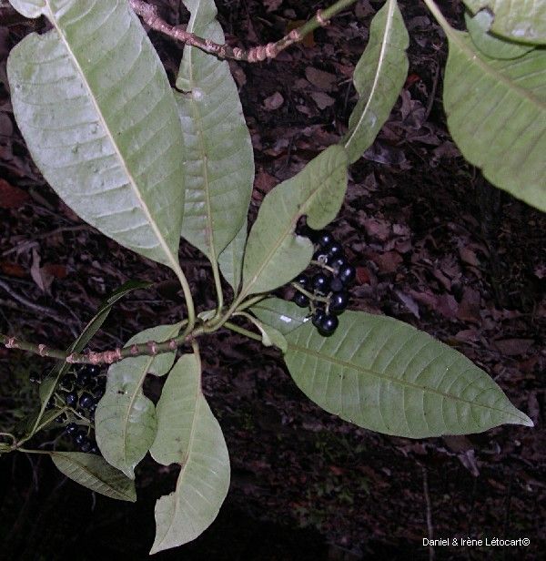 Psychotria schlechteriana habit