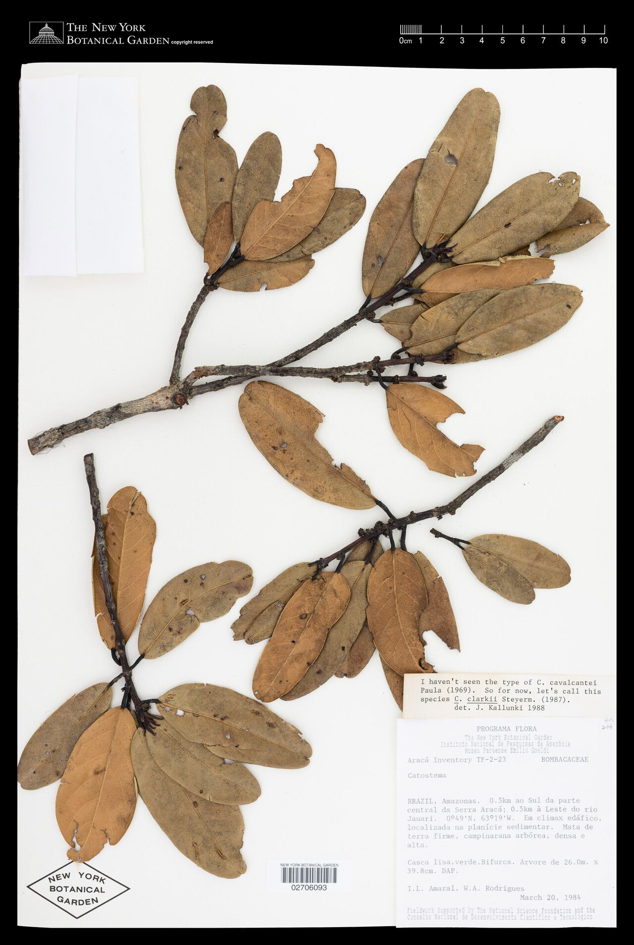 Catostemma cavalcantei — related species from the same genus