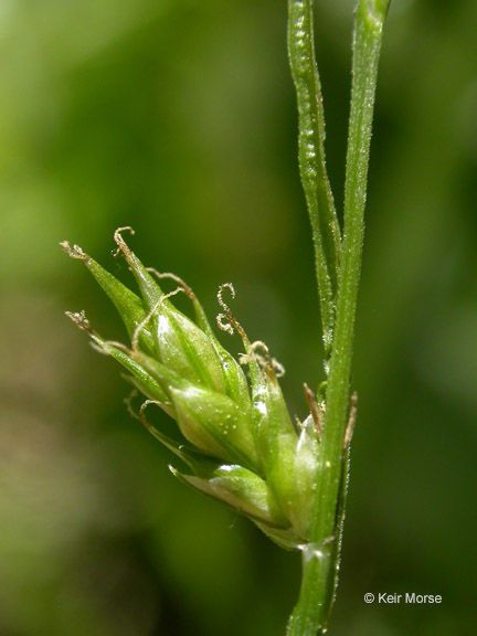 Carex leptopoda fruit