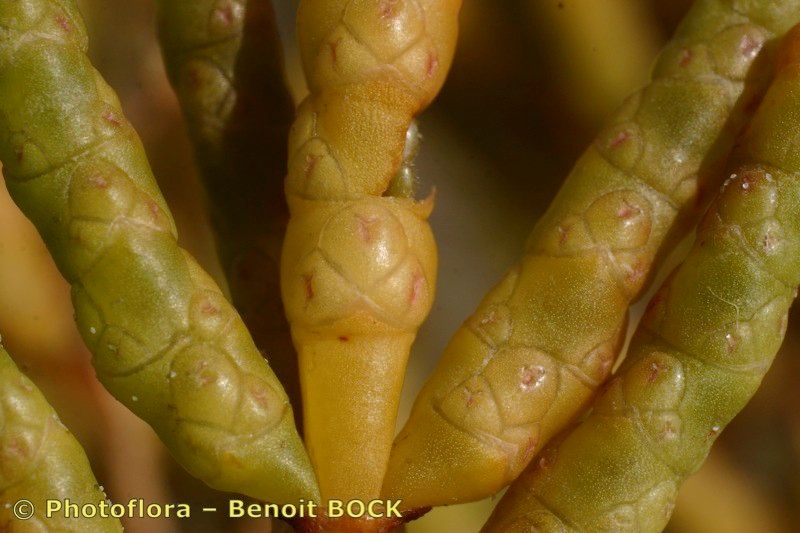 Salicornia stricta other