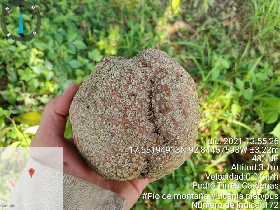 Licania platypus fruit