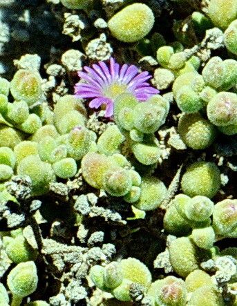 Drosanthemum luederitzii flower