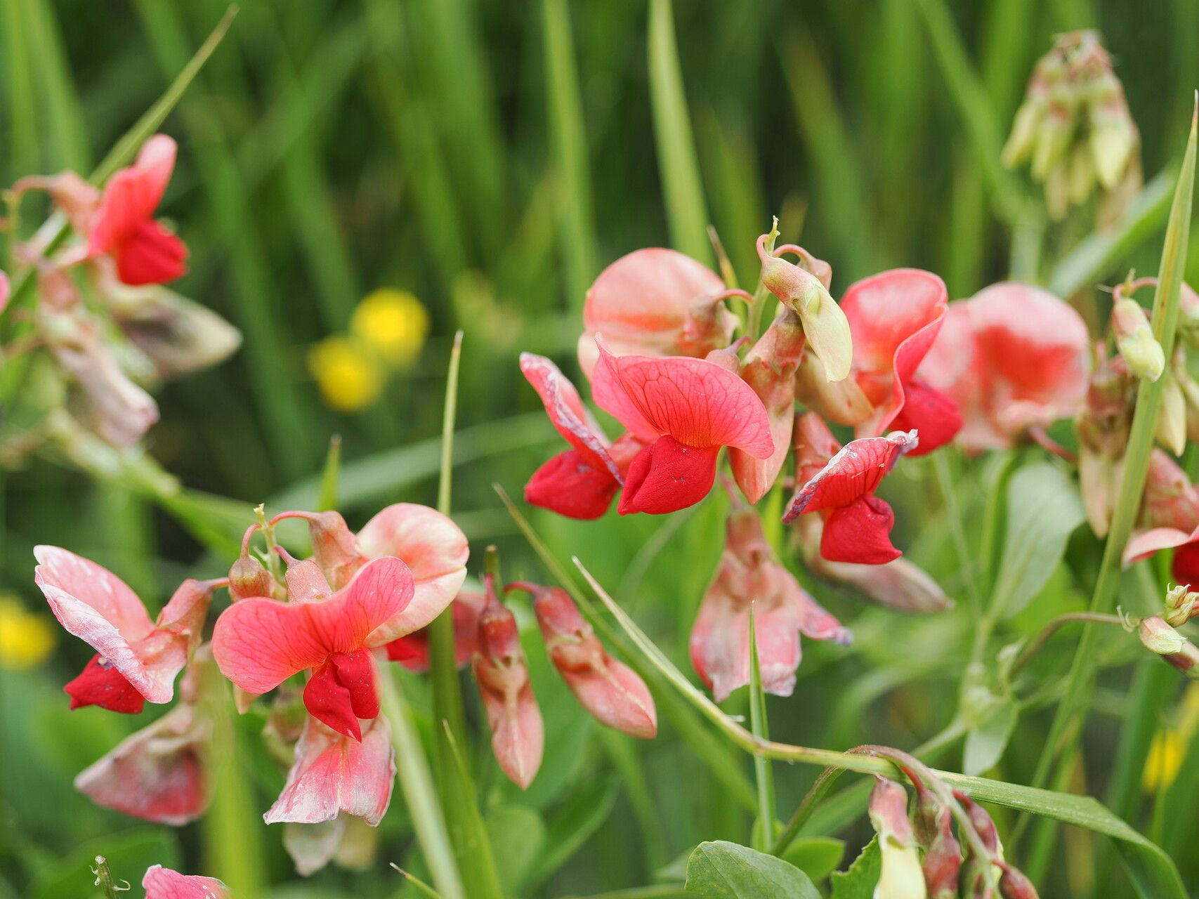 Lathyrus miniatus flower