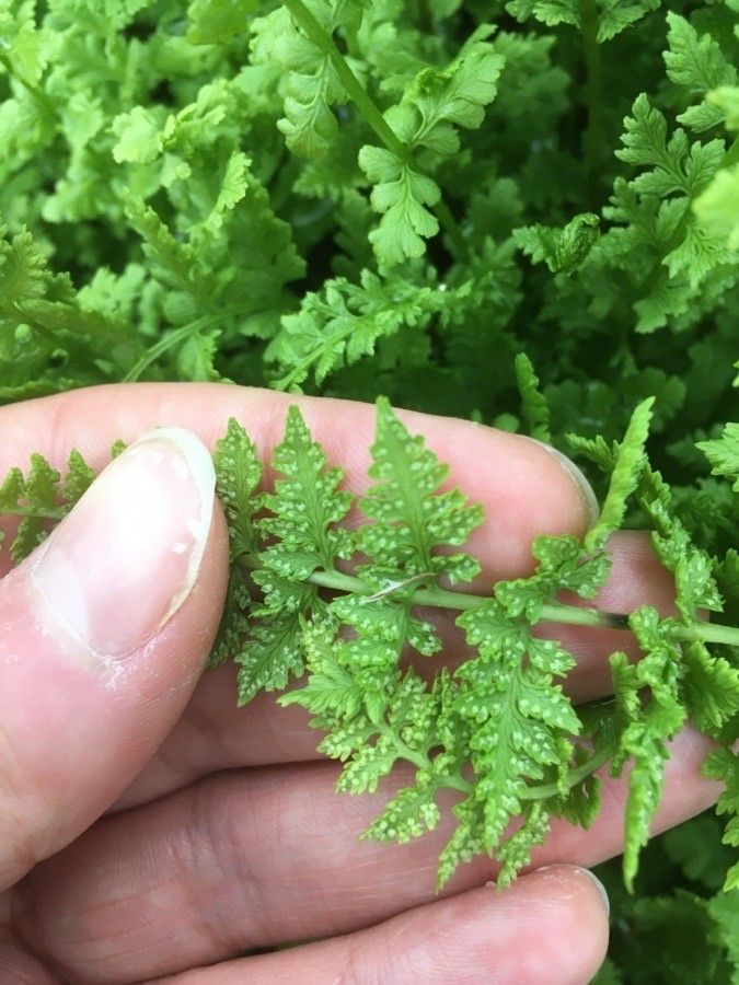Woodsia oregana flower