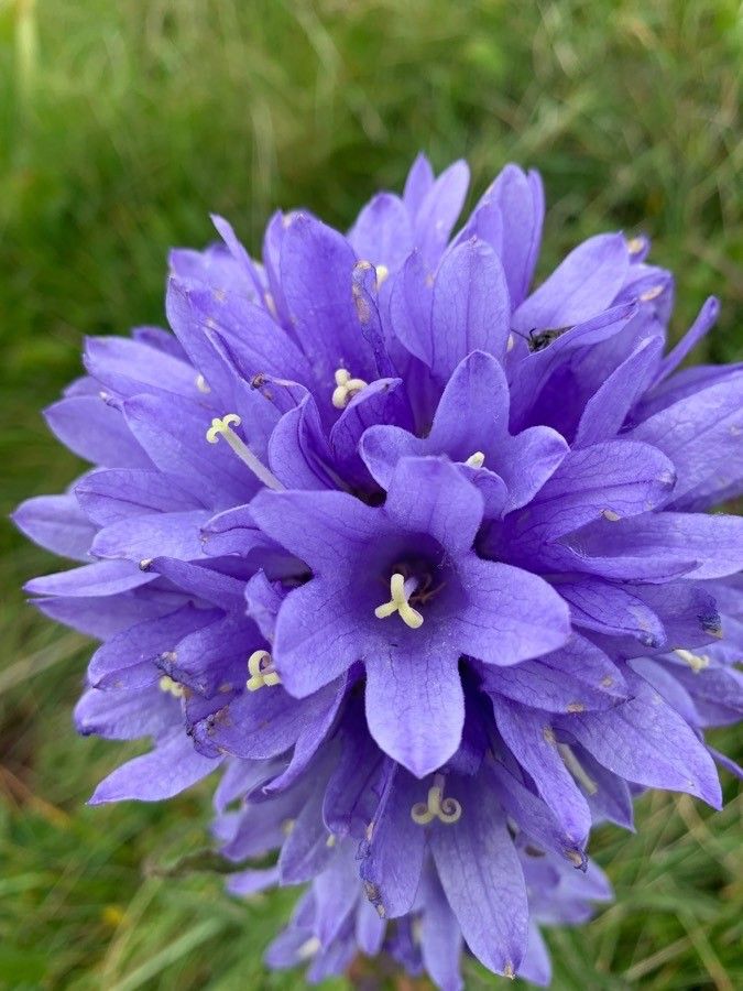 Campanula cervicaria flower