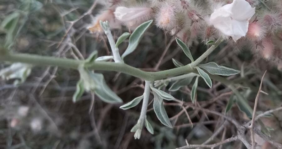 Convolvulus tauricus bark