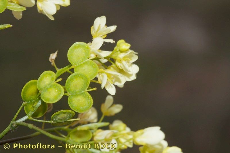 Biscutella sclerocarpa fruit