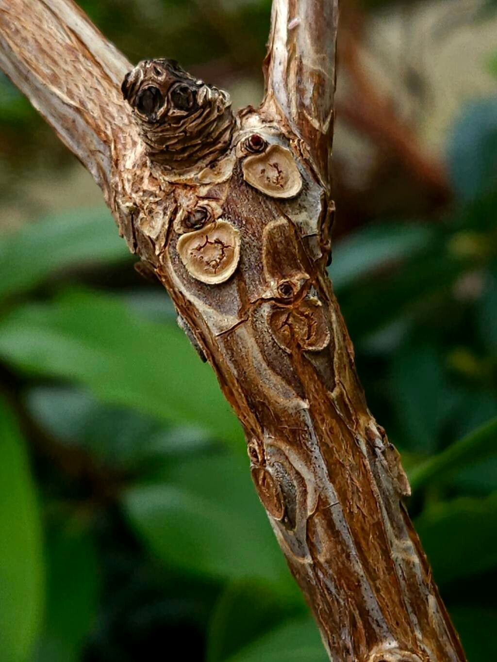 Rhododendron laetum bark
