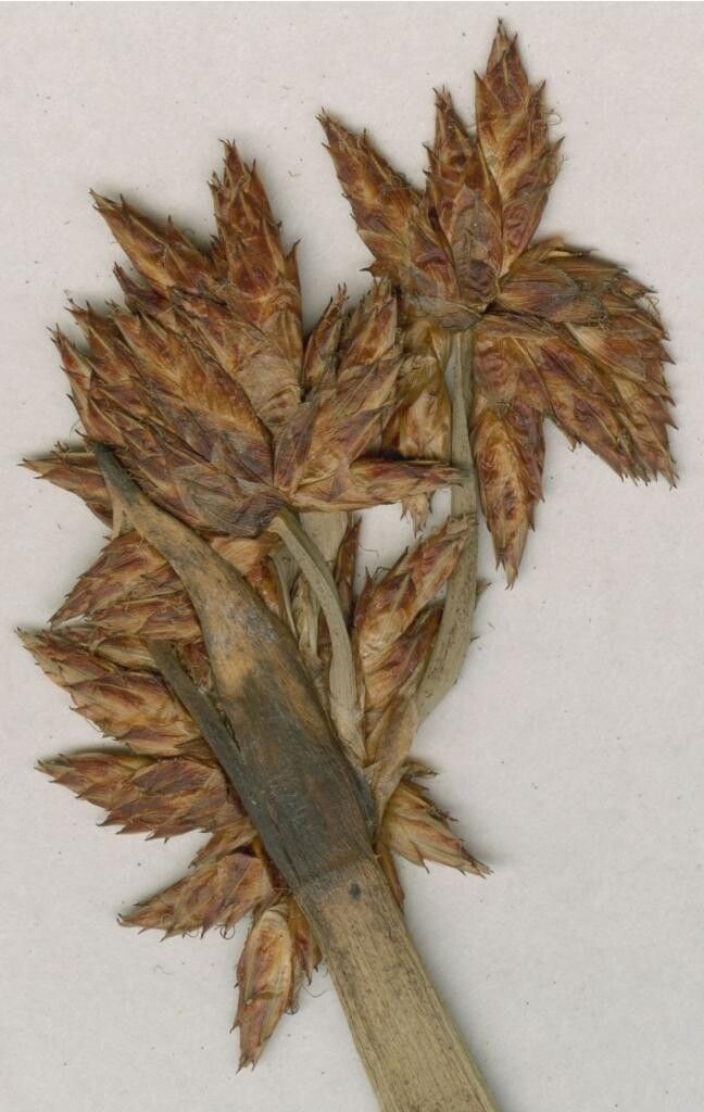 Schoenoplectiella heptangularis — houseplant care guide