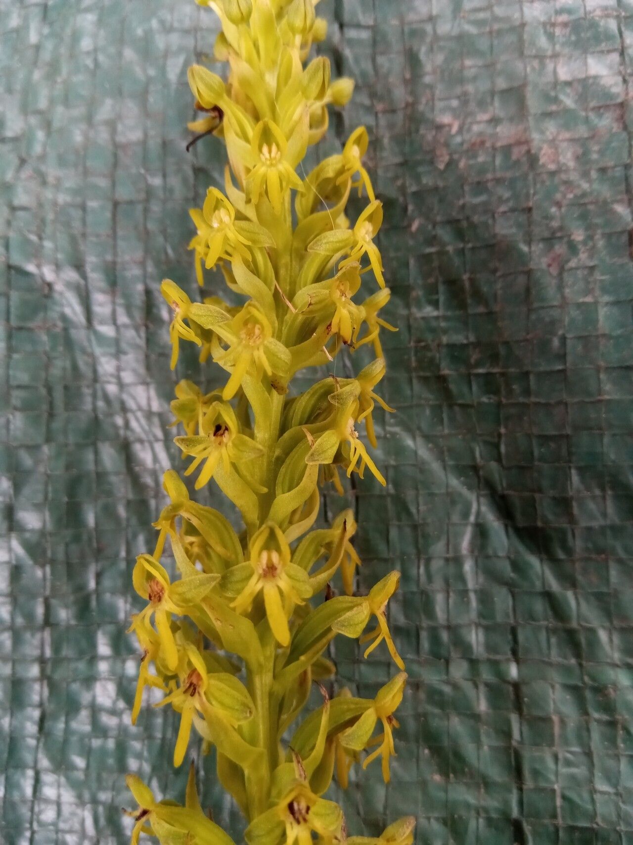 Habenaria truncata flower