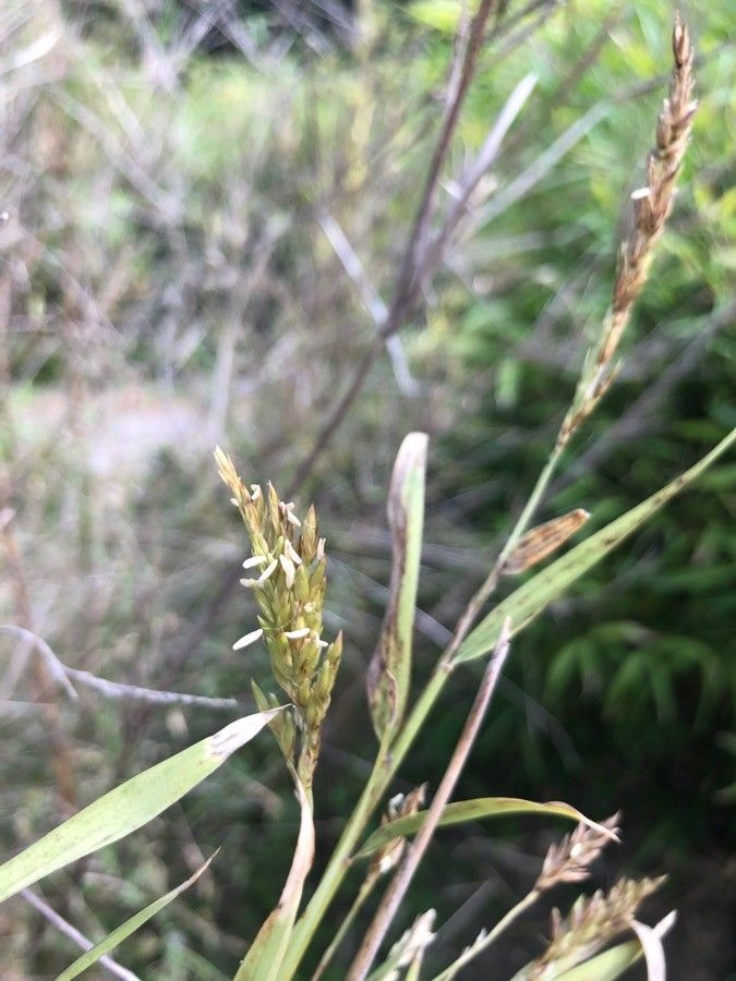 Chusquea gigantea fruit