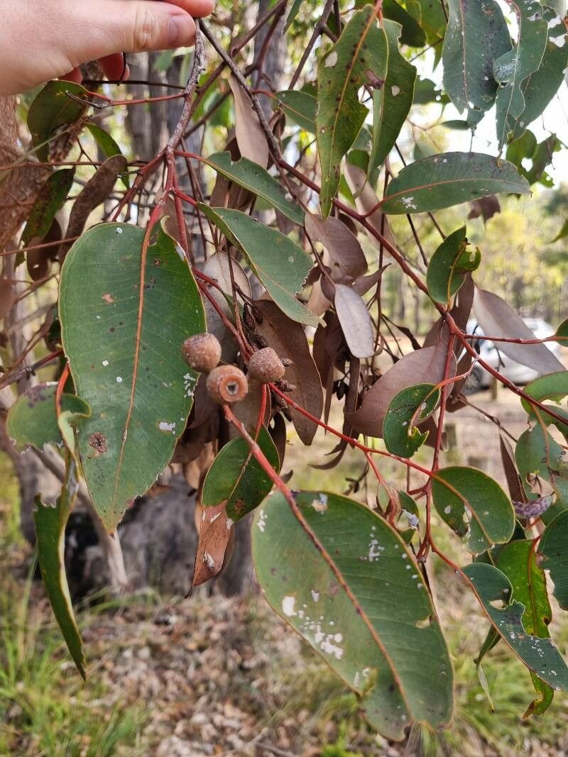 Eucalyptus marginata leaf
