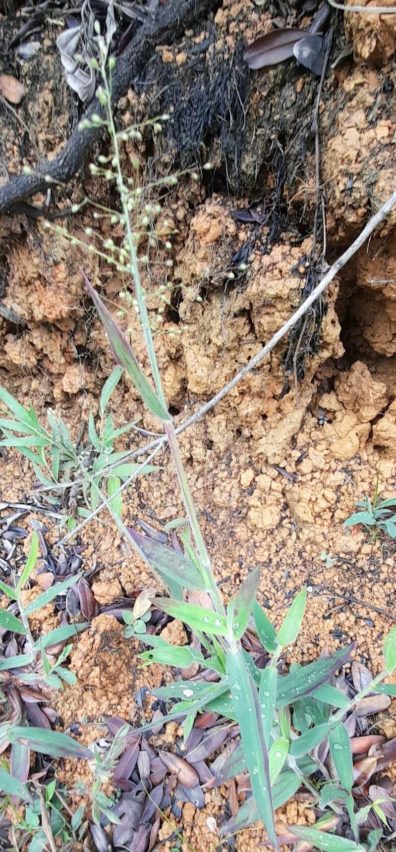 Panicum acuminatum habit