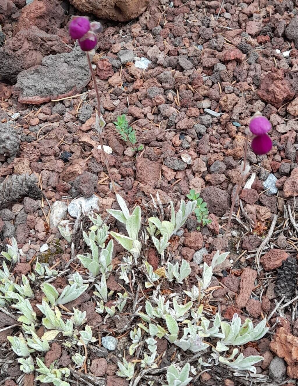 Calceolaria arachnoidea habit