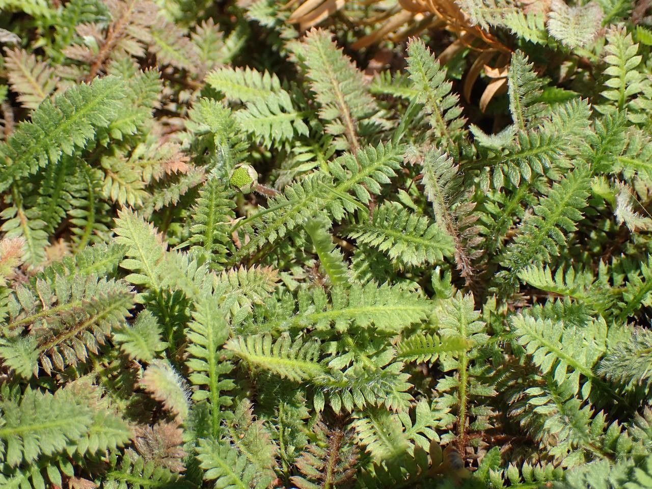 Leptinella potentillina habit