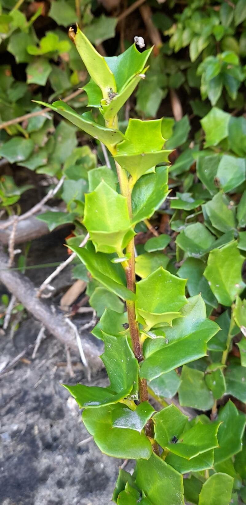 Griselinia jodinifolia — related species from the same genus
