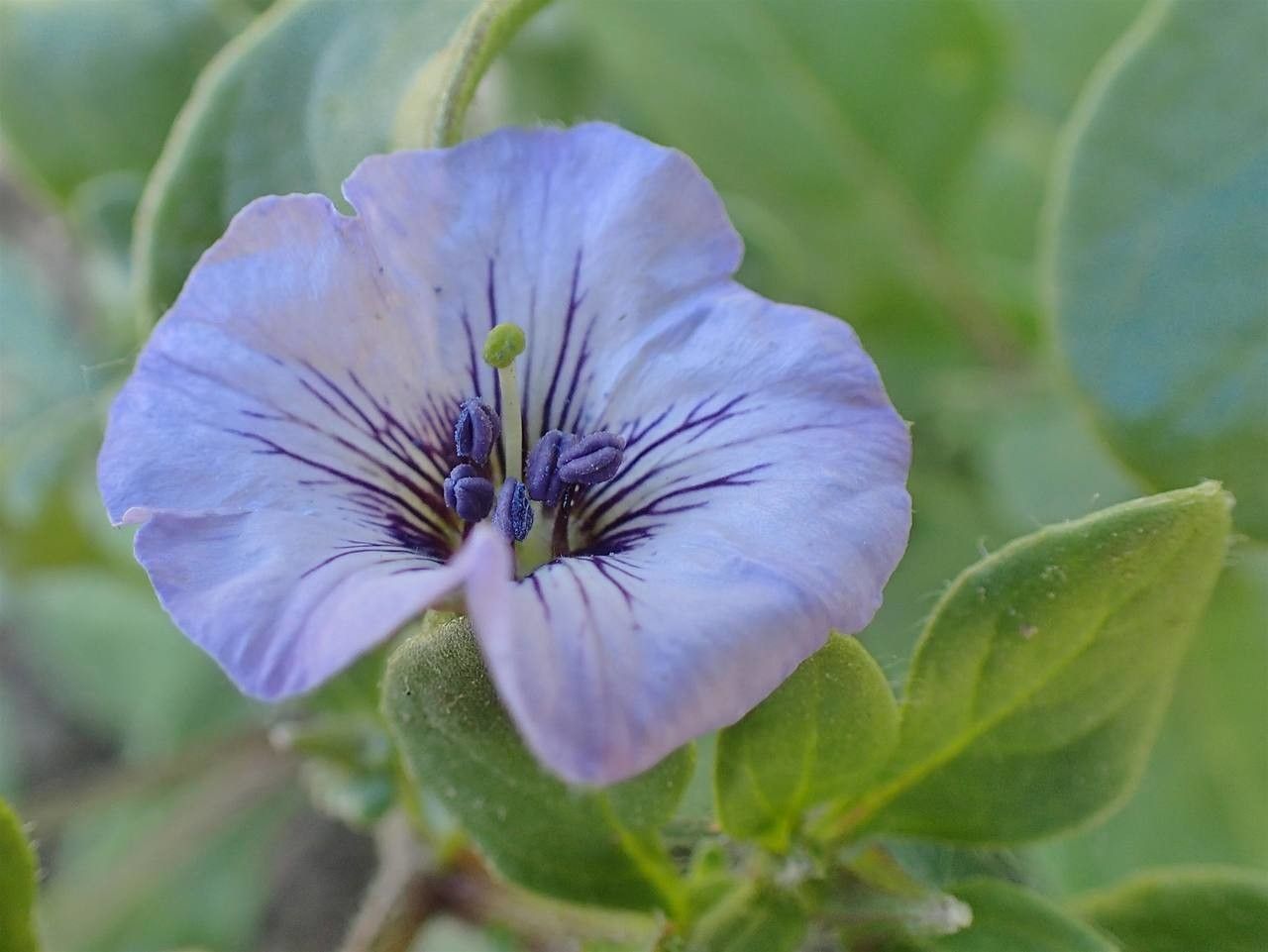 Nolana humifusa flower