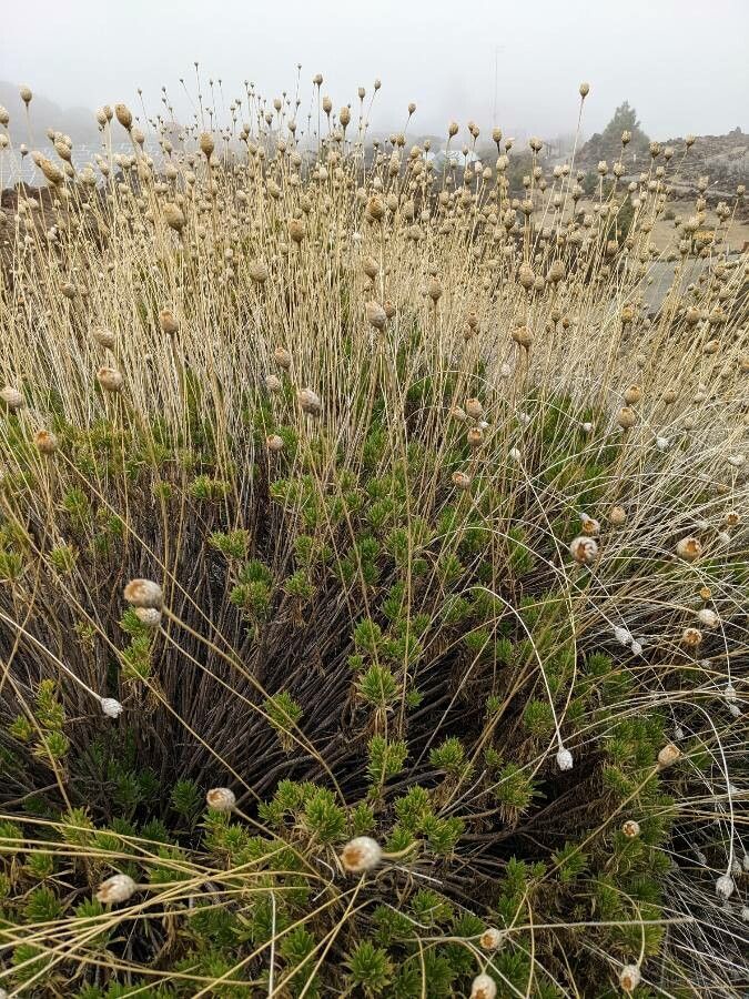Cheirolophus teydis flower