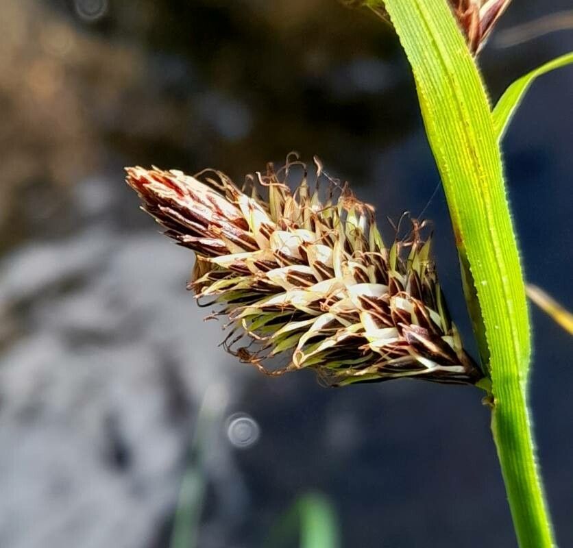 Carex banksii flower