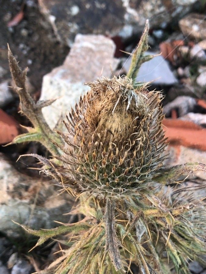 Cirsium odontolepis flower