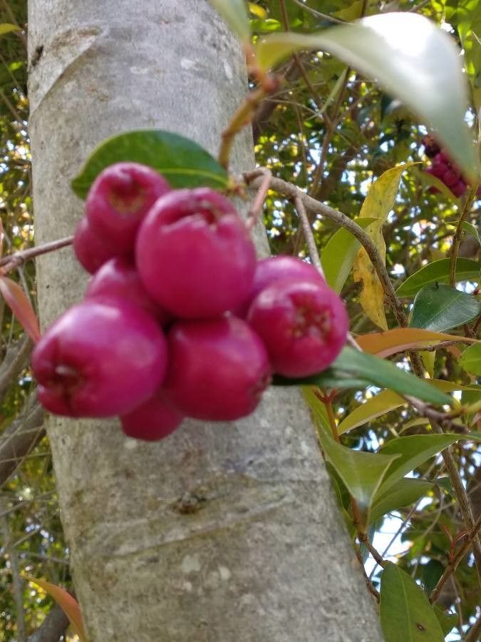 Syzygium aqueum fruit