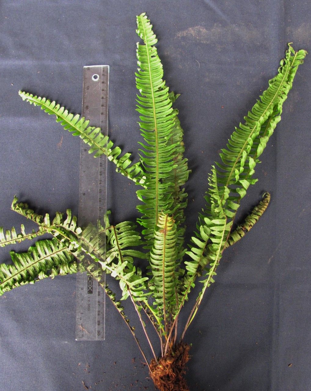 Pecluma consimilis other