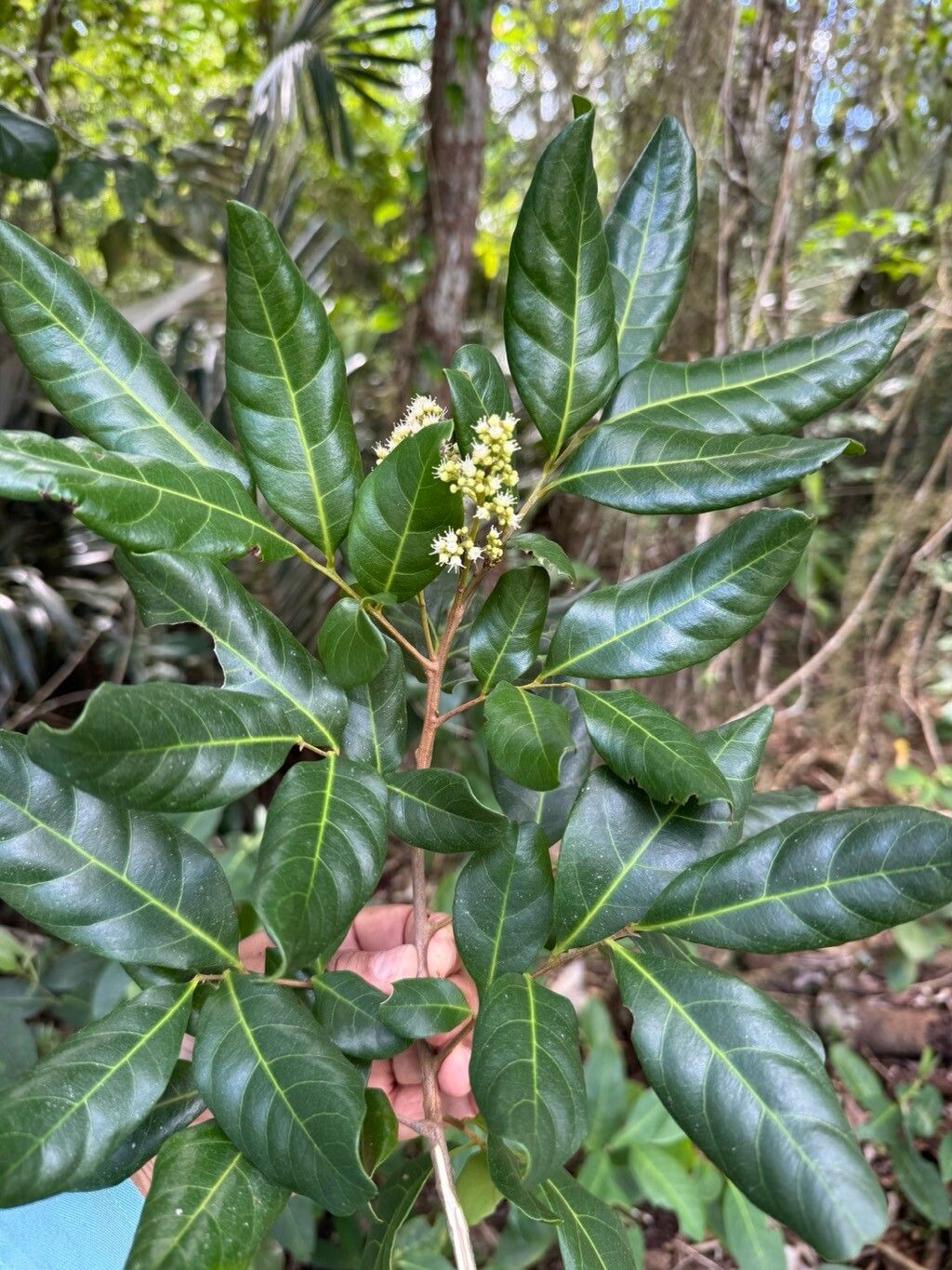 Cupania emarginata — related species from the same genus