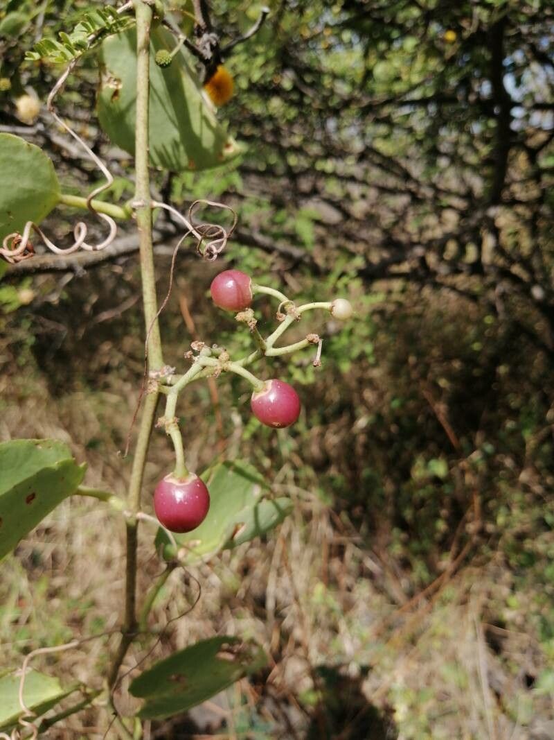 Cissus rotundifolia fruit