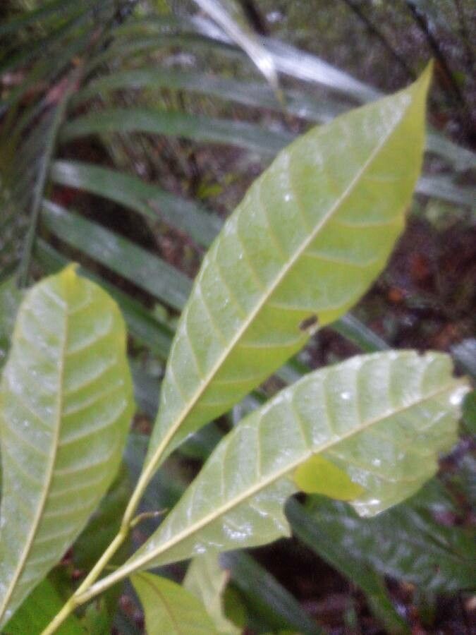 Gustavia hexapetala — related species from the same genus